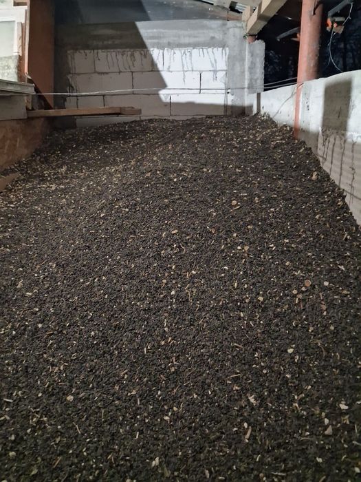 Vând Floarea soarelui