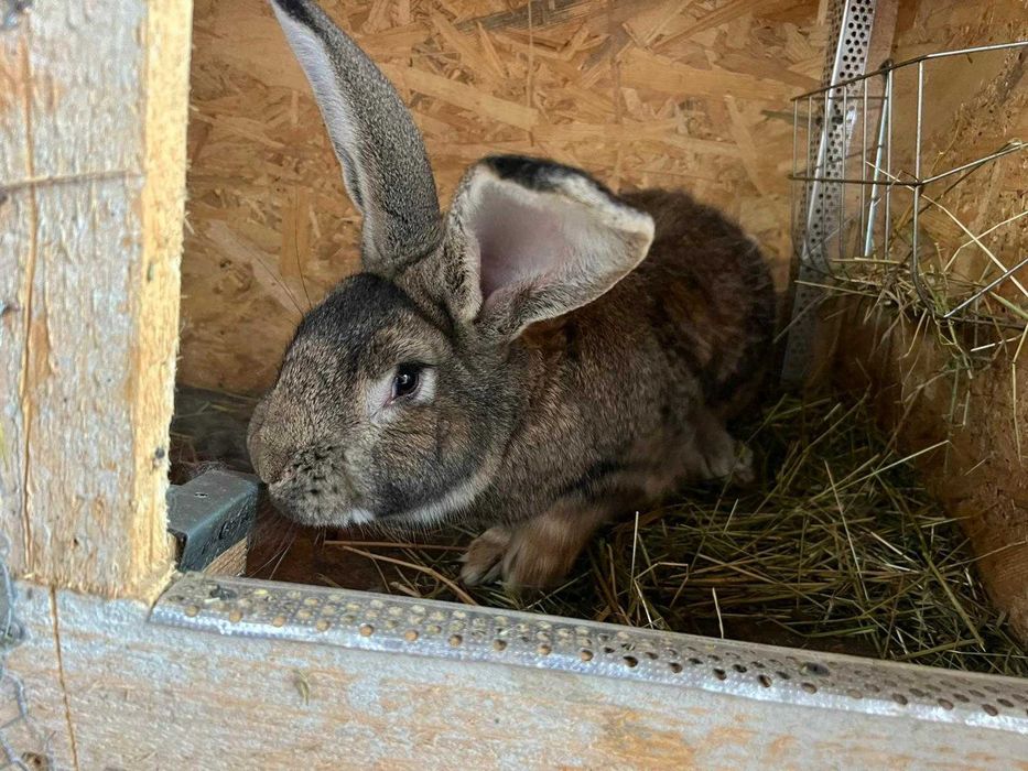 urias german de metis