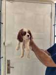Cavalier King Charles Spaniel Bicolor