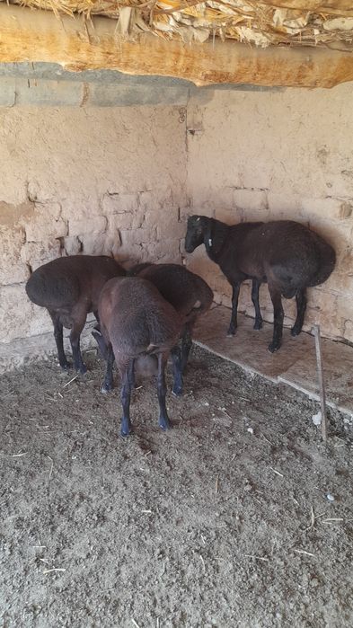 Кучкорлар сотилади соглом