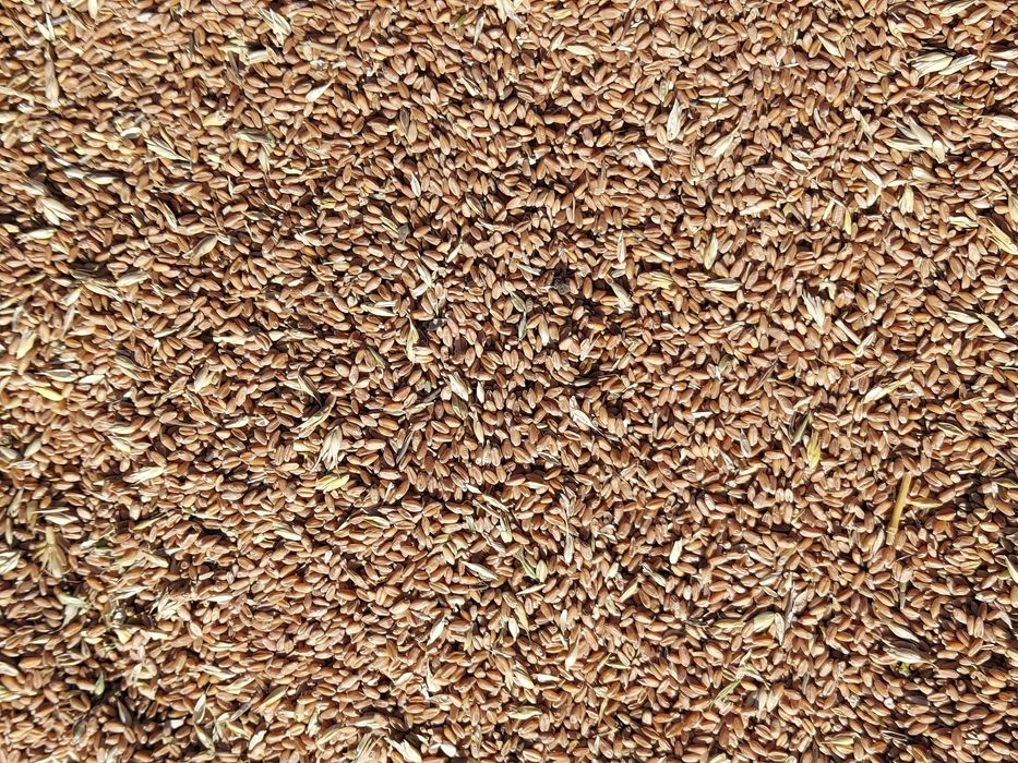 Продам пшеницу, бидай