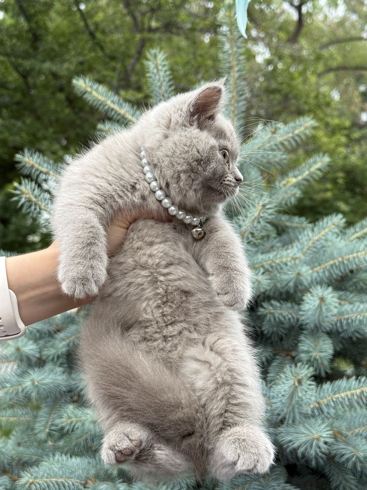 Британский котёнок