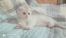 Продам котенка шотландская вислоухая .