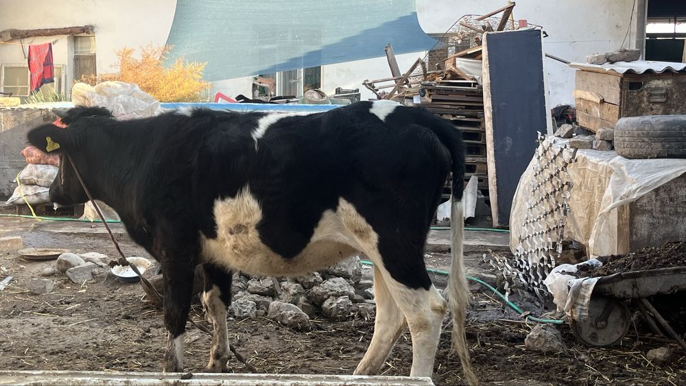 Продаётся молодая корова G’unajin sotiladi yosh