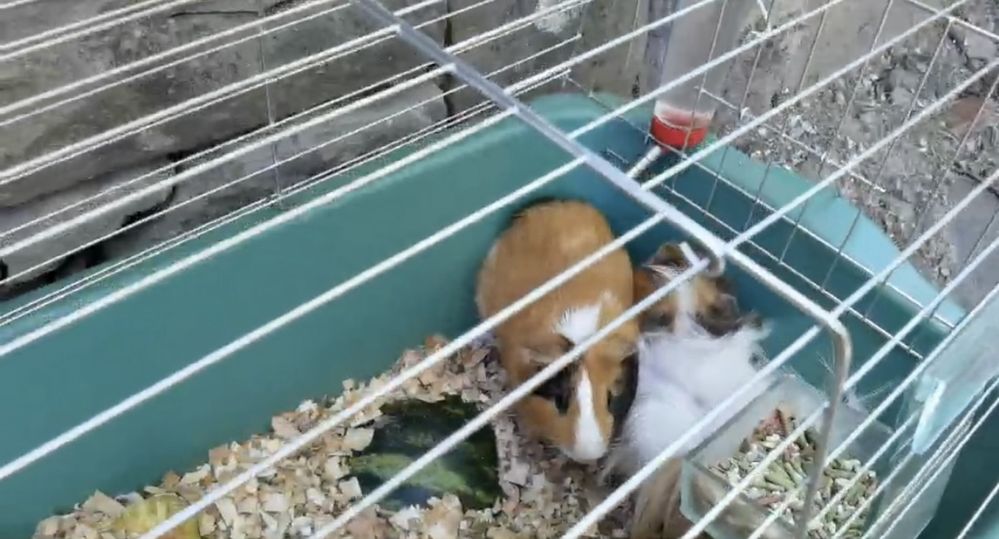 2 морски свинчета с пълен комплект аксесоари