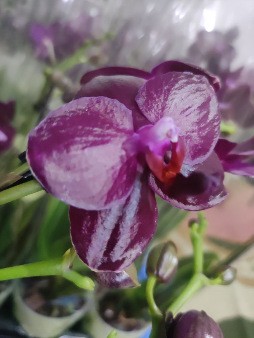 Отцветашки Орхидея Сого Релакс 2 тк