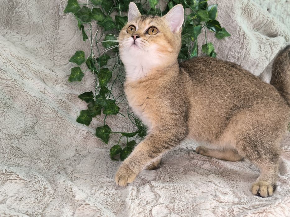 Vand fetita Scottish straight chinchilla