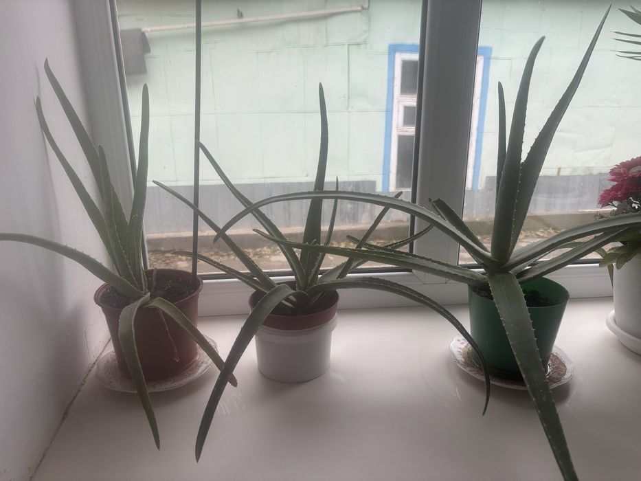 Лечебная Элое 2-3 года