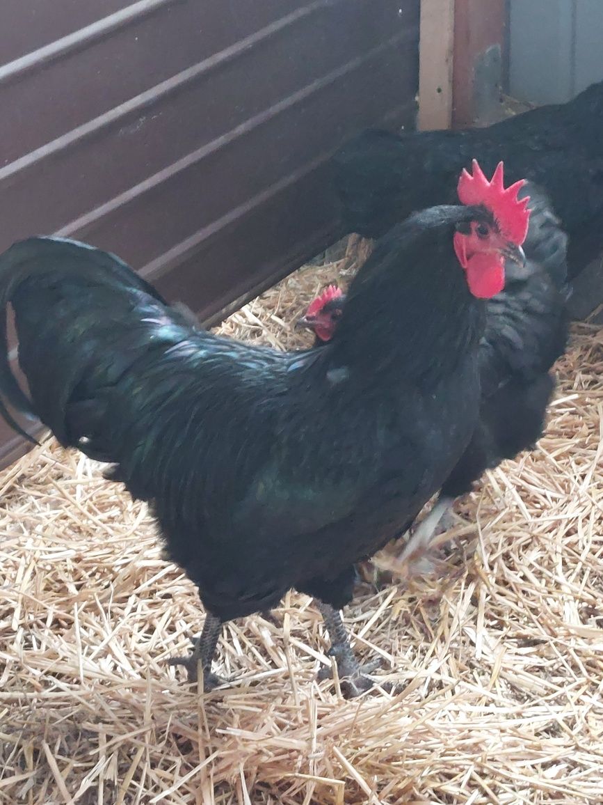 Oua Australorp 5 lei