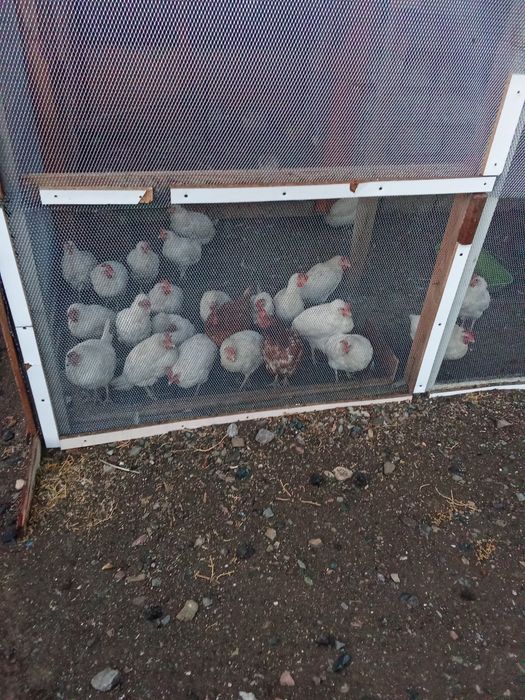 Уй тауыктары сатылады