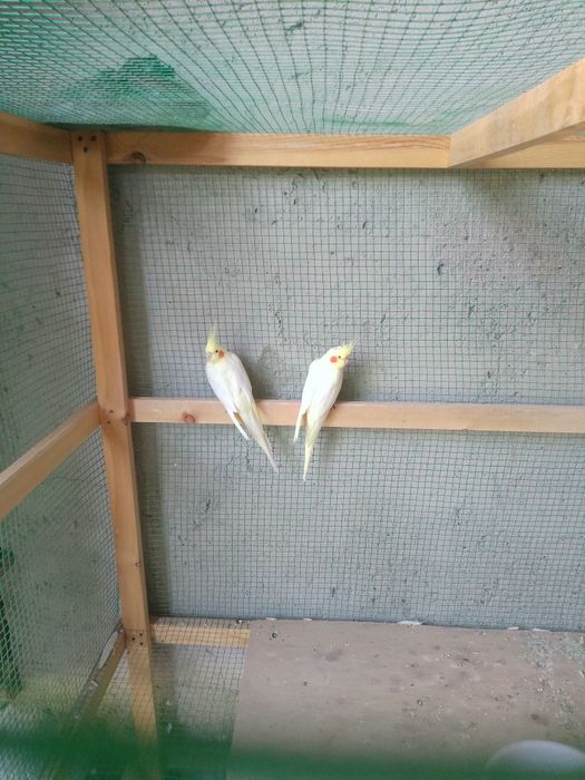 tayyor para karela sotiladi