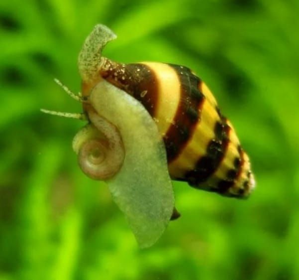 Продам улиток Хелен по 500 т