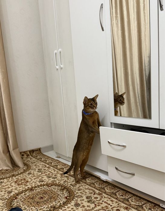 Абессинская кошка