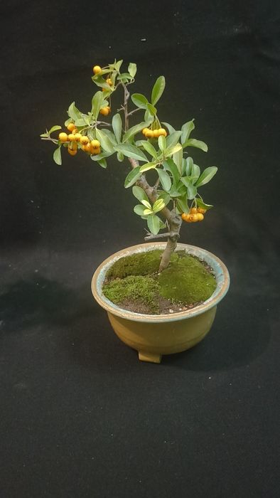 Бонсай pyracantha жълта