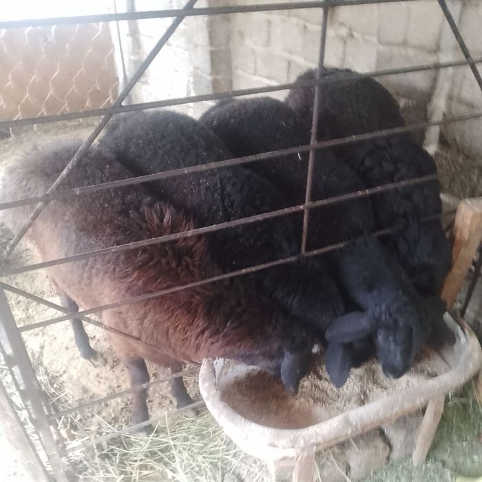 Qo'chqorlar sotiladi