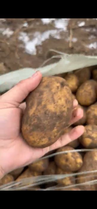 Продам картофель сорт Гала