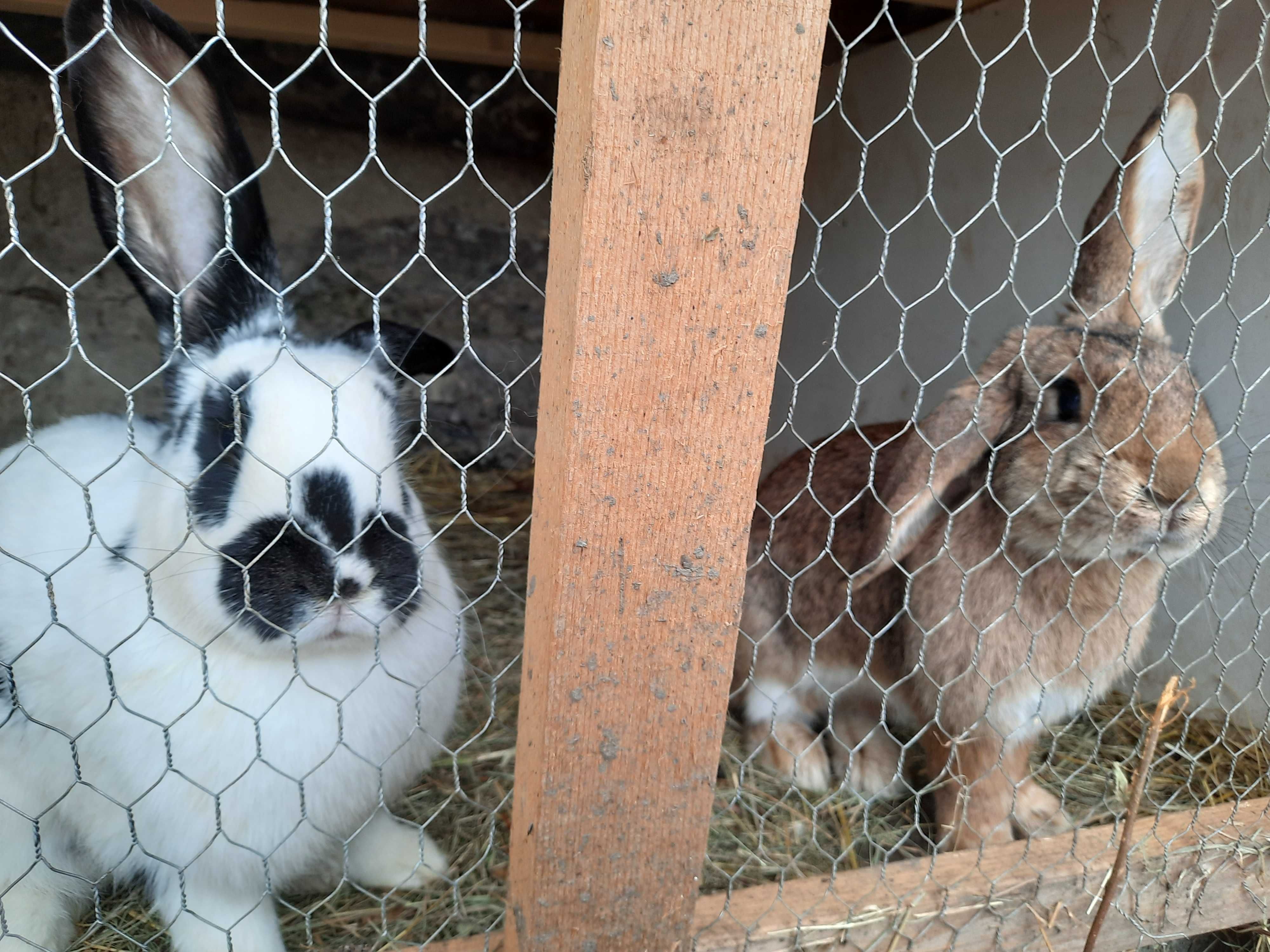 pui wyandotte , araucana, brahma potarnichiu