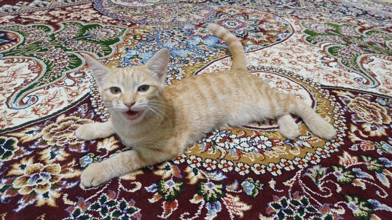 Очаровательный рыжий котёнок ищет дом.