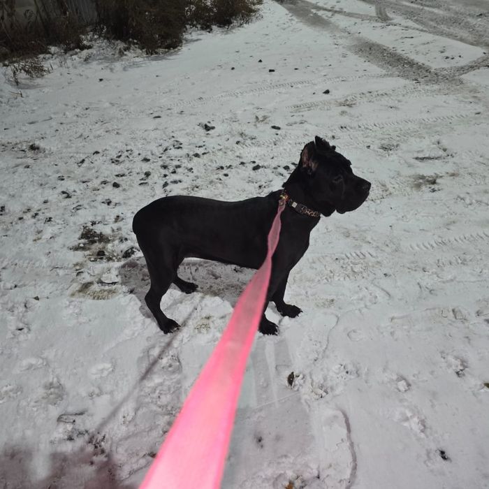 Коне корсо 11 месяцев