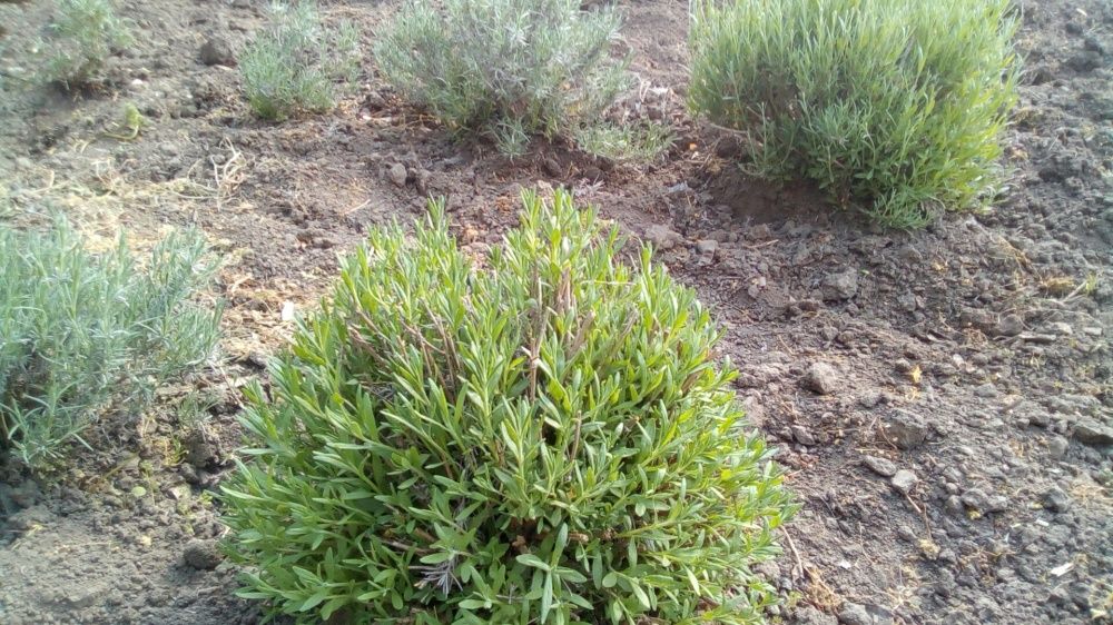 Lavanda