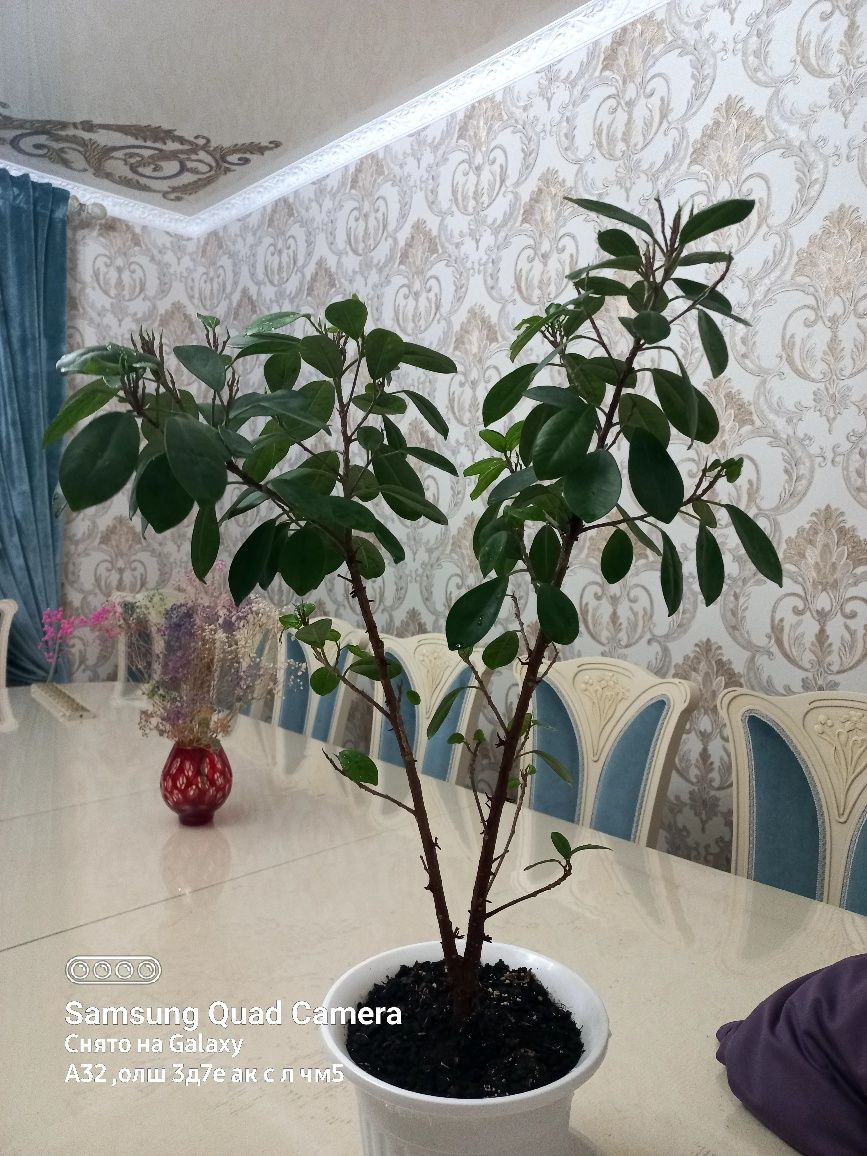 Комнатное растение