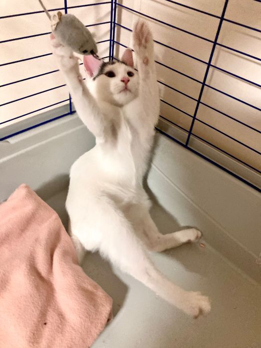 Pui de pisica pentru adoptie in Bucuresti