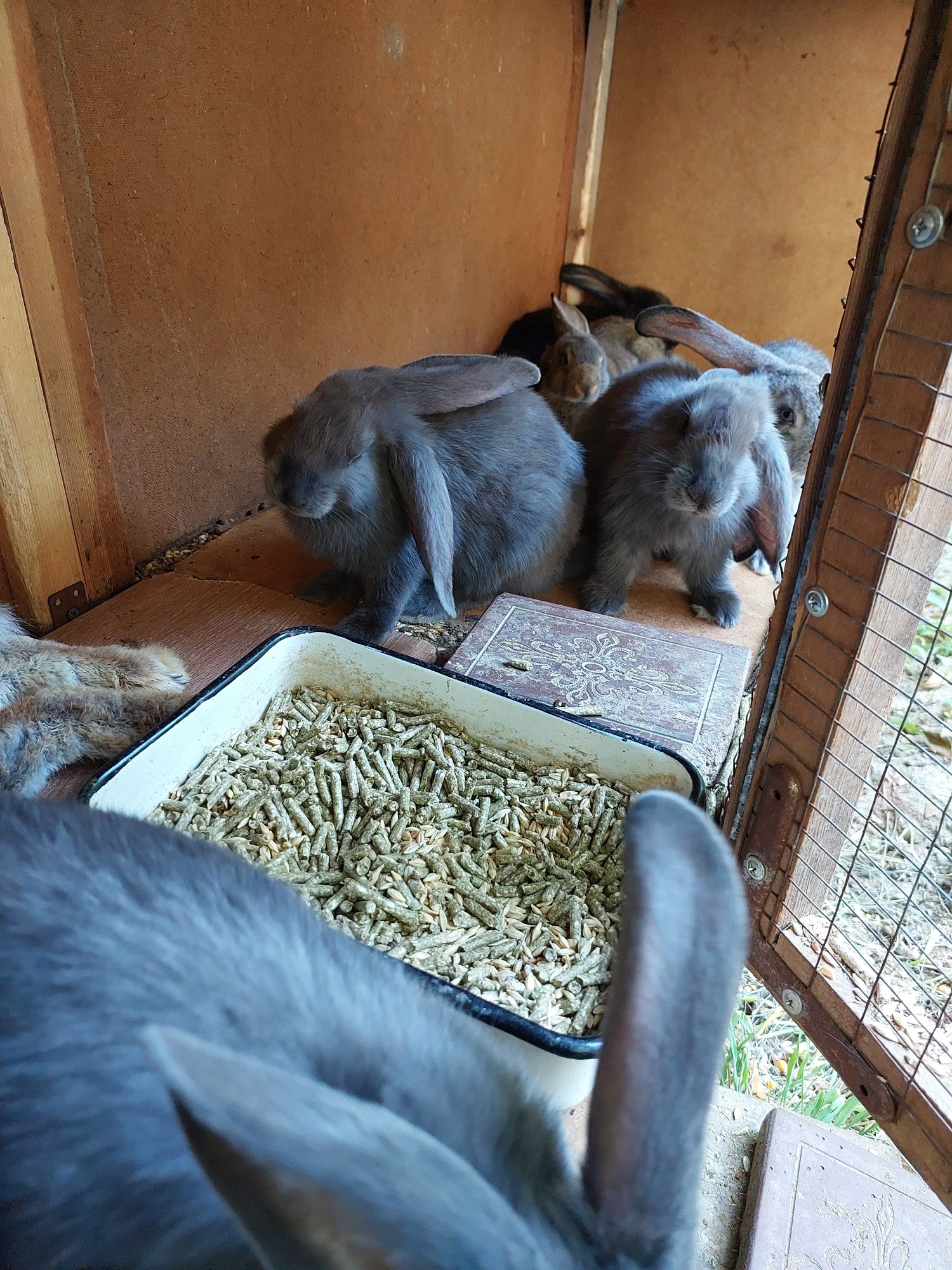 Продам кроликов три месяца