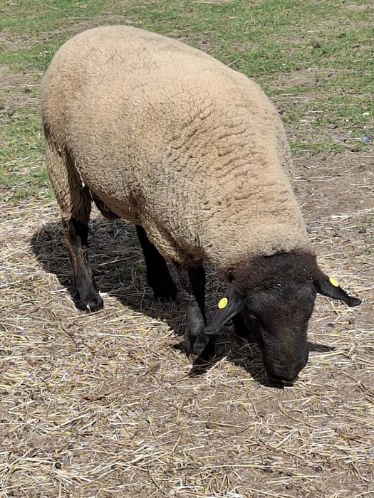 Berbec rasa sufolk