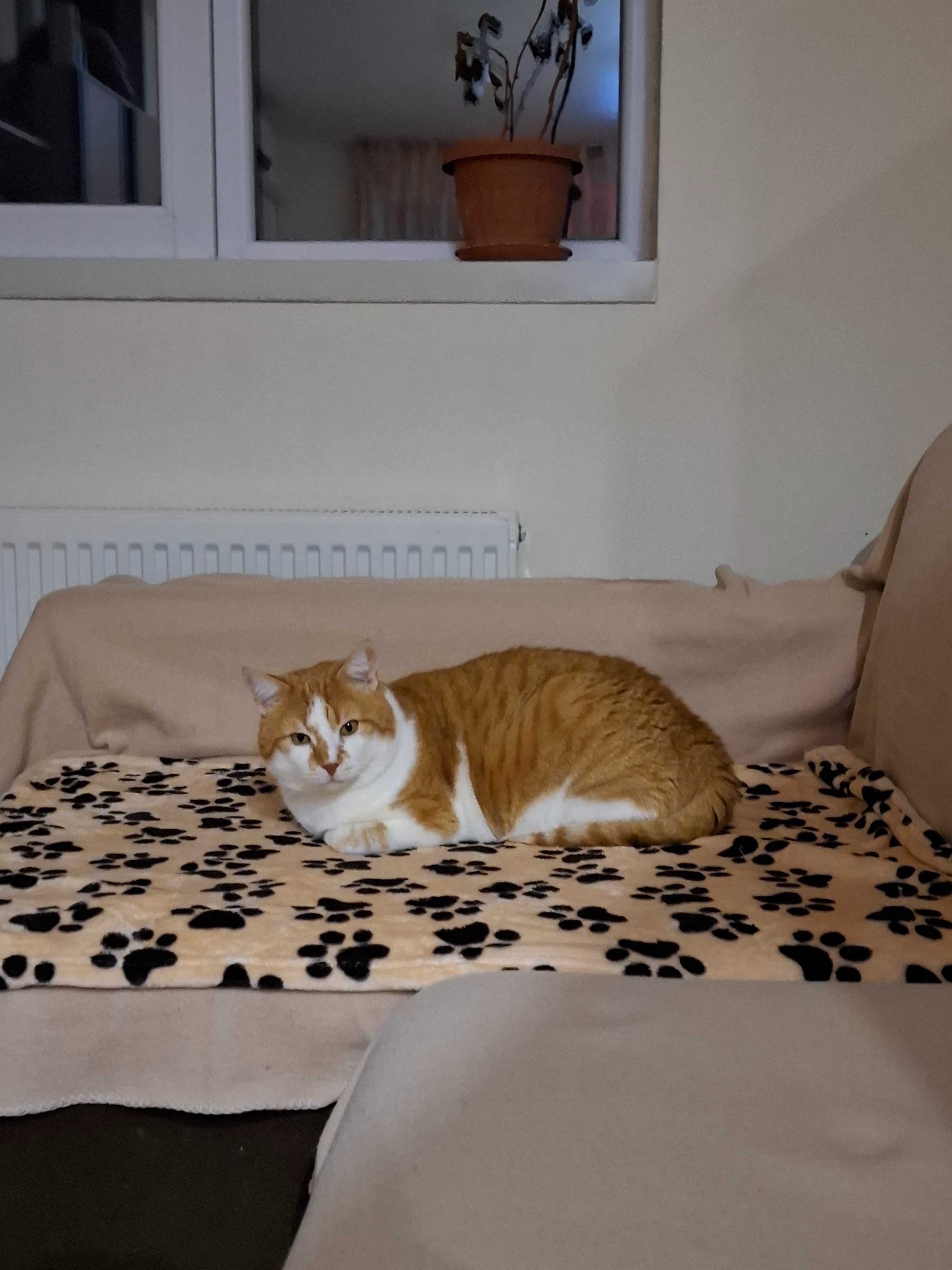 Подарявам мъжко коте