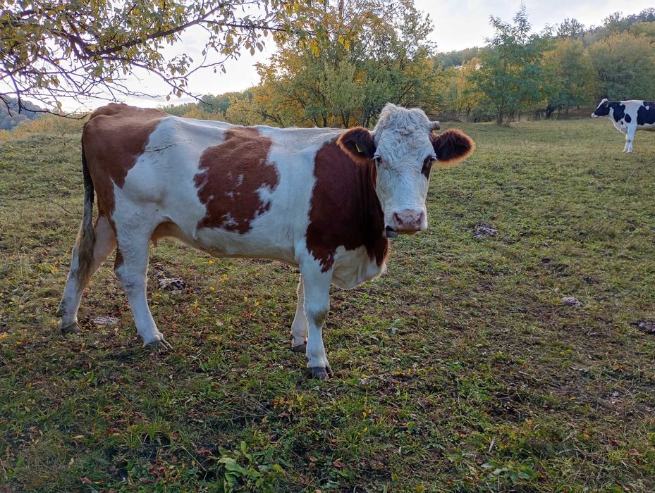 Vaca de vânzare bălțată romaneasca