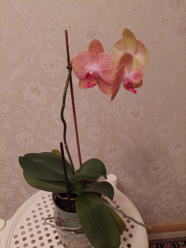 Продам орхидею