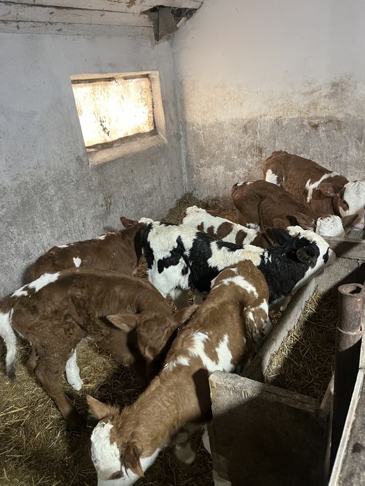 Vitei de vanzare 3-7 saptamani