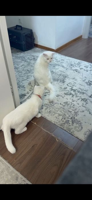 Vyaska erkak mushuk 100min