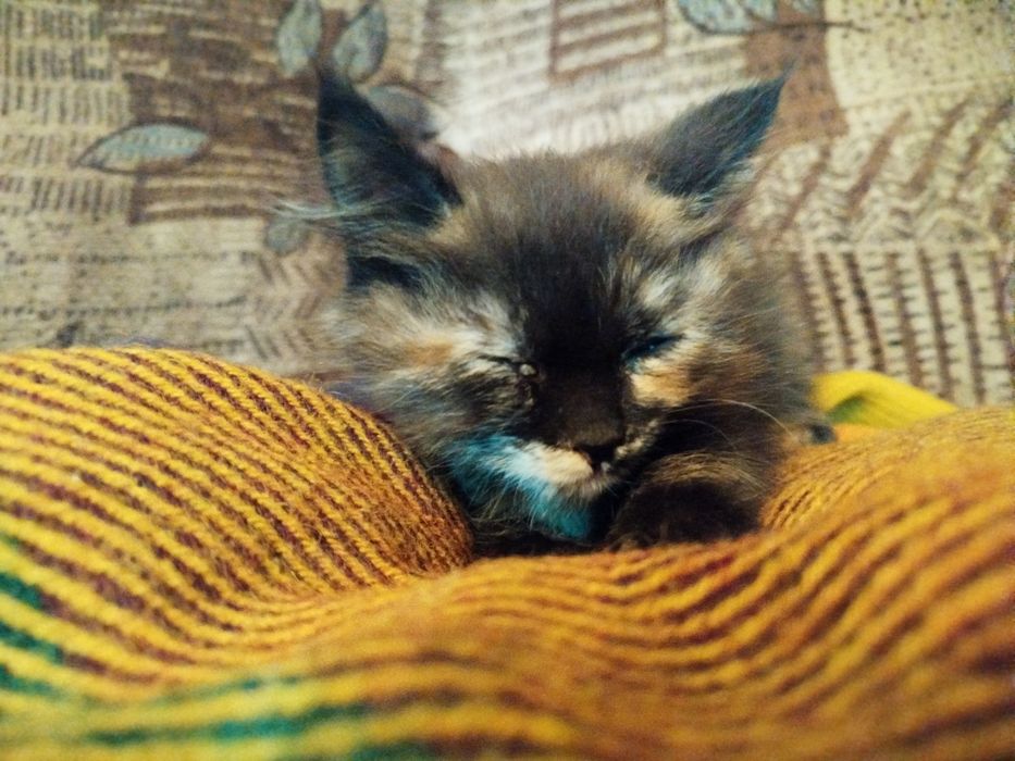 Котята / Uy mushukchalar