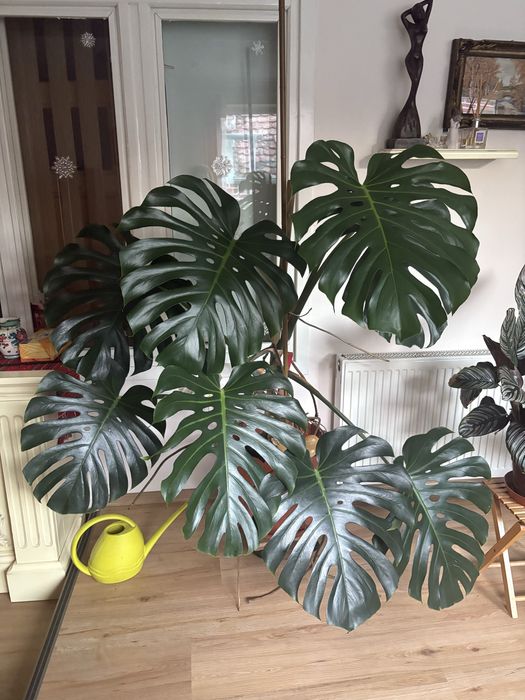 Monstera deliciosa
