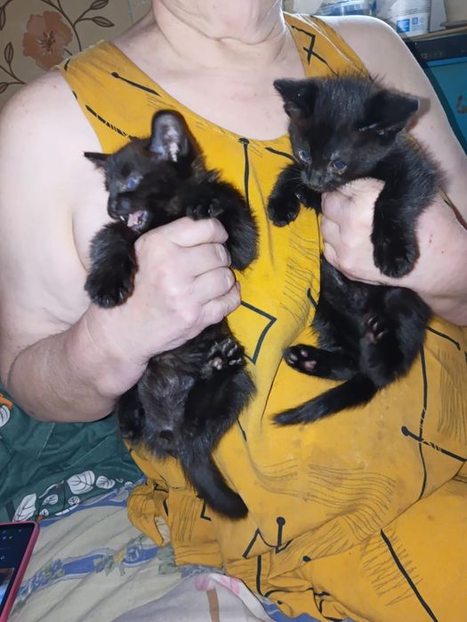 Шустрые котята, мальчики