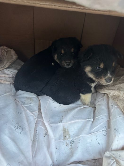 Щенки в хорошие руки