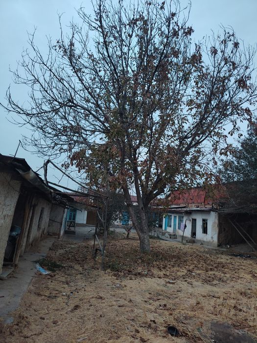 Yongoq daraxt sotiladi