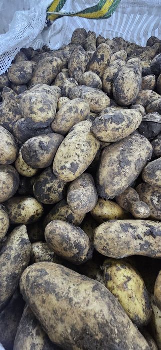 Cartofi albi 1.45kg