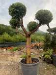Maslin bonsai calitete premium