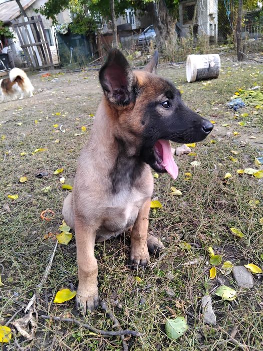 Ciobănesc belgian malinois