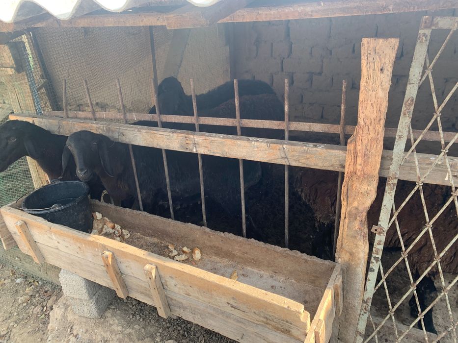 Qoyla sotilad soni 5 ta