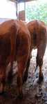 Vând 2 junele metis aubrac
