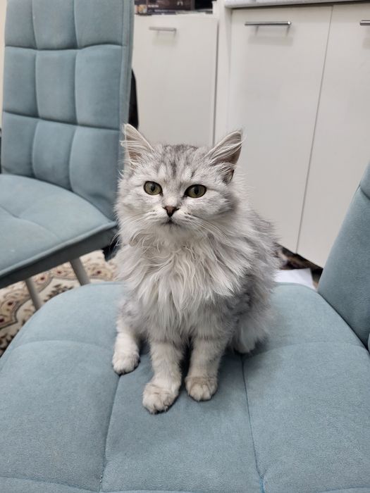 Пародистый мысық сатылады