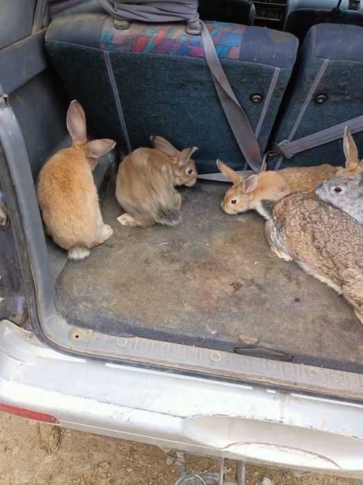 Vând o familie de iepuri