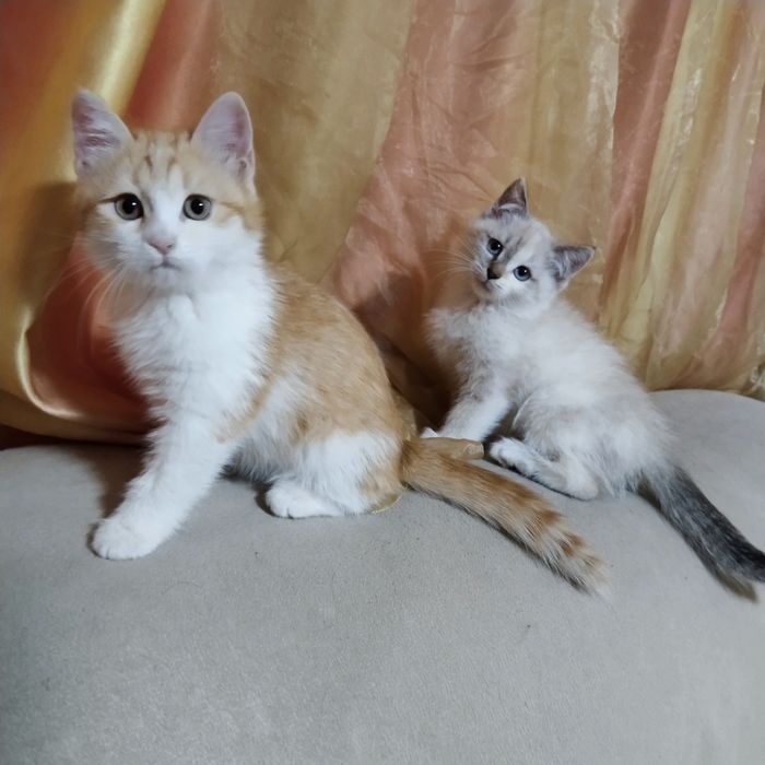 Отдам котят даром