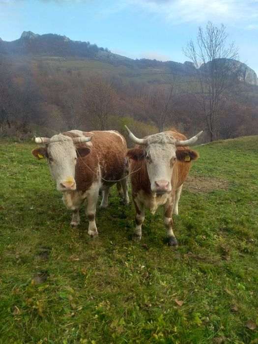 Boii de vanzare cuminți