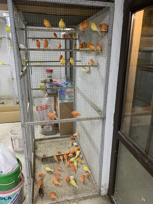 Canari Pui si Maturi, Masculi si Femele!!!