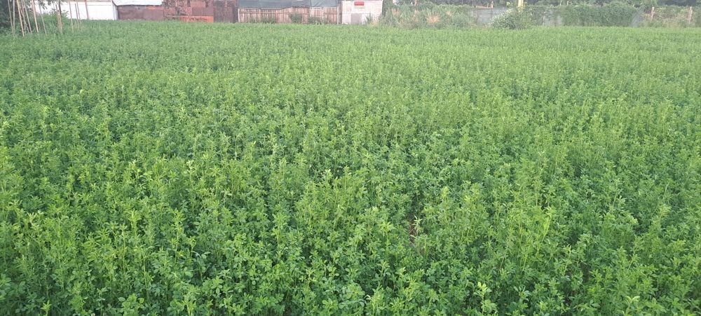 Baloti lucernă rotunzi