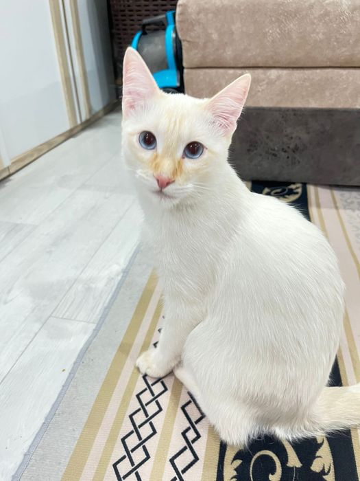 Отдам котика в хорошие руки